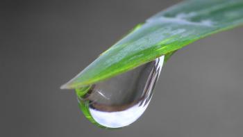 Gota de agua colgando de la punta de una hoja